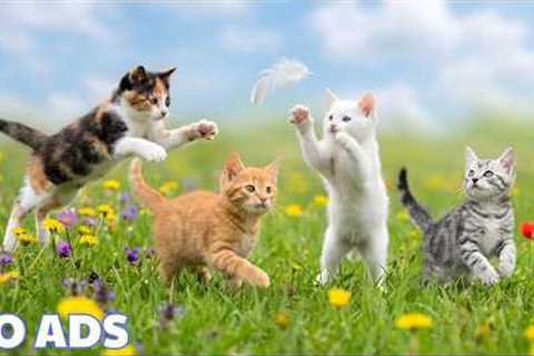 12 HOURS Calming Music for Anxious Cats 💖 Reduce Stress & Separation Anxiety Sleep Aid 🌈No Ads