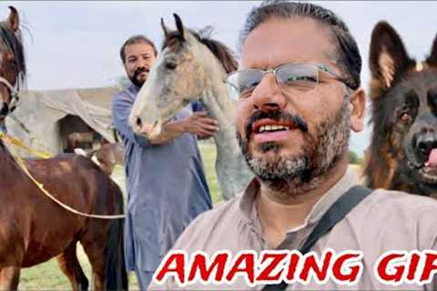 Amazing Gift 🎁 | German Shepherd dog ￼