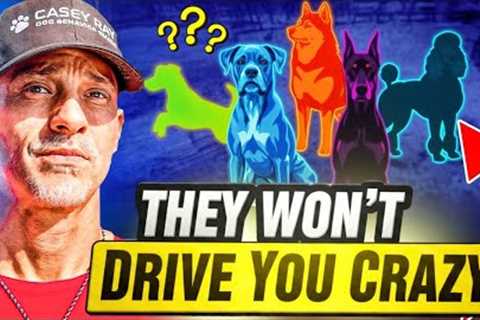 Top 5 Smart Dog Breeds That Won’t Drive You Crazy (Easiest to Train!)