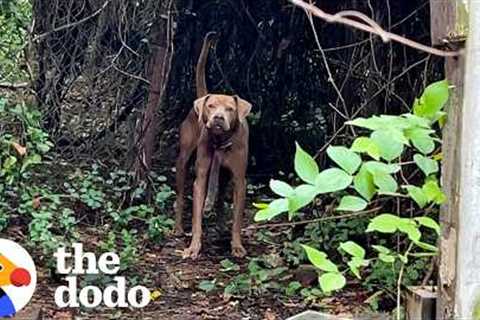 Weeks Of Trying To Save This Dog Finally Paid Off | The Dodo