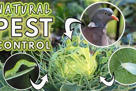Natural Pest Control: Caterpillars, Aphids, Cabbageworms, Root Fly, Pigeons