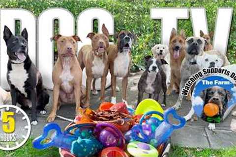 Entertaining Doggy Daycare TV - Ultimate Dog Video for Dogs To Watch - Dog Sounds Barking Squeak Toy