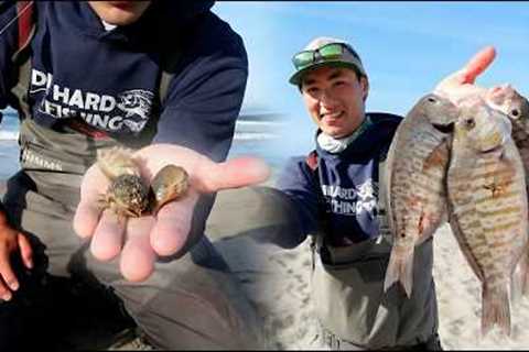 The NUMBER ONE Surf Fishing Bait - EXPLAINED
