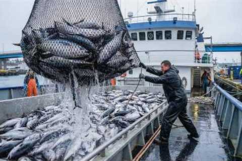 Big Catch Tuna Fishing in the Deep Sea With a Giant Boat | Amazing Fish Processing Skills