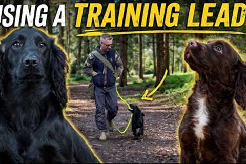 Spaniel Training: Using a Training Lead