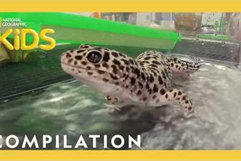Wild Pets at the Vet | Reptiles, Birds, Farm Animals &amp; MORE | Nat Geo Kids Compilation |..