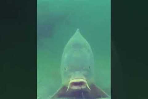 UNDERWATER CARP FISHING! Big Carp Taking HookBait..