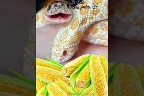 IT’S CORN! #reptile #snake #itscorn