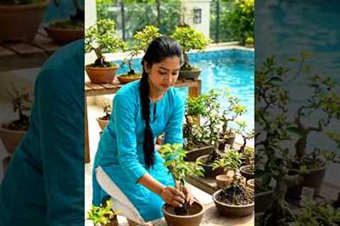 Mini Bonsai Garden at Home|plants Kingdom | #plantsgrowth #propagation#gardening #tinyplants #bonsai