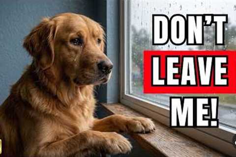 Never LEAVE Your Dog Alone Without Doing THIS First