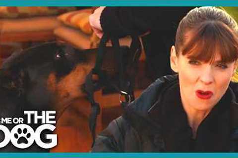 The Secret to Walking Strong Dogs Without Pulling | It's Me Or The Dog