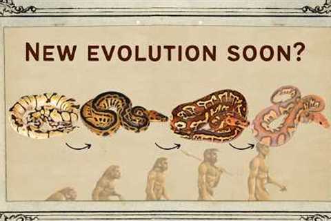 Are Multi Recessives Overworked? What's Next for Ball Pythons?