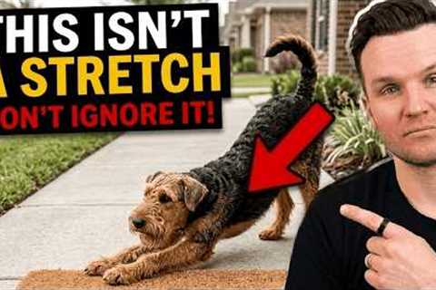 If Your Dog Stretches When They See You… This Is What It Really Means