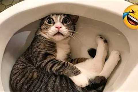 The Funniest Cats Caught on Camera! 😂 NEW Funny Cat Videos of 2026!
