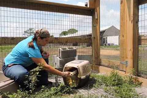 Training for Exotic Pets