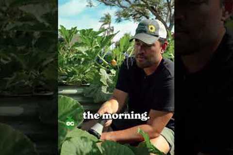 Stop Believing These Watering Myths