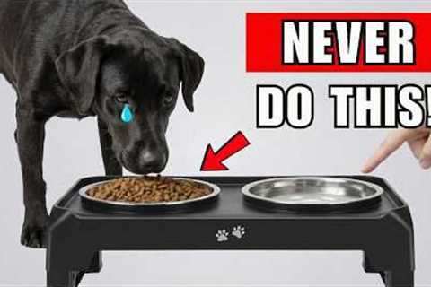 14 DEADLY Mistakes That SHORTEN Your Dog's Life (Vets Rarely Say)