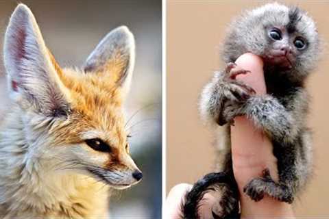 Top 10 Exotic Pets you can Own