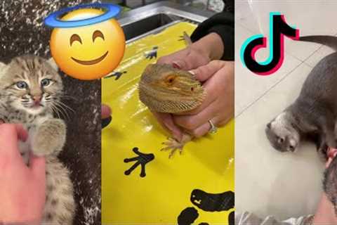 Exotic Pet TikTok Compilation: From Snakes to Monkeys and Everything In Between!