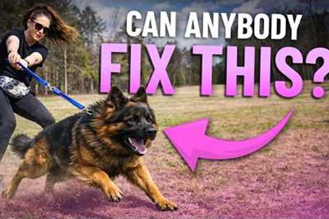 Stop Leash Pulling FAST (Real Dog, Real Results in 10 Minutes)