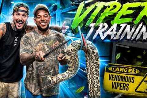Training With The Deadliest Vipers In My Snake Room… (Close Calls!) 