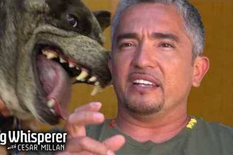 Uncontrollable Dingo Mix Terrorizes the Vet | Dog Whisperer With Cesar Millan
