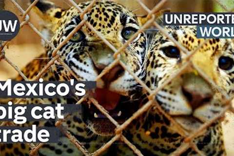 Mexico's Exotic Pet Trade | Unreported World