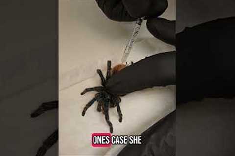 Tarantula Takes a Trip to the Vet
