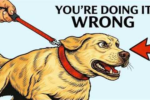 How to Stop Your Dog From Pulling on the Leash (For Good)