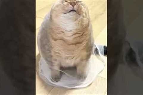Funny cat moments 😂🐈|Funny cats|Cats video compilation🐱#funny #cat #pets #trynottolaugh