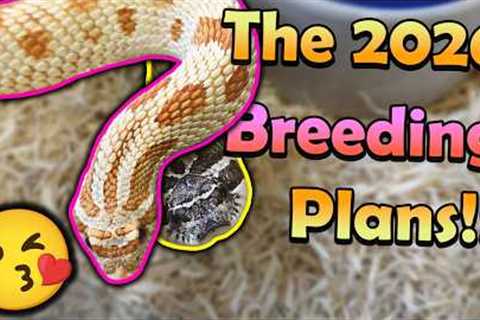 Pairing our Hognoses, Bullsnakes, Kingsnakes, and other Snakes!