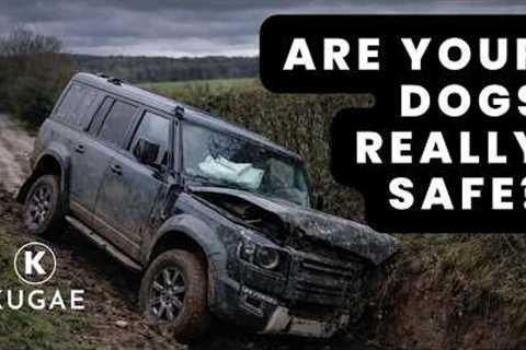Dog Car Safety: What Saved My Dogs