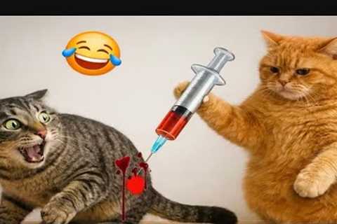 Funny Cat Videos That Will Brighten Your Mood Fast 😂 #funny #cat #catvideos 
