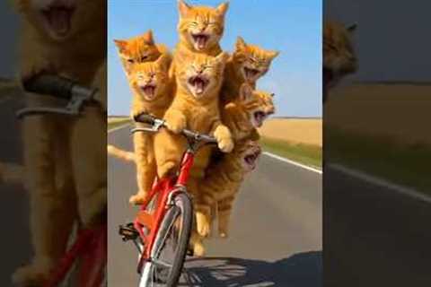 Naughty Cats Doing Crazy Things 😂🐱 #Shorts