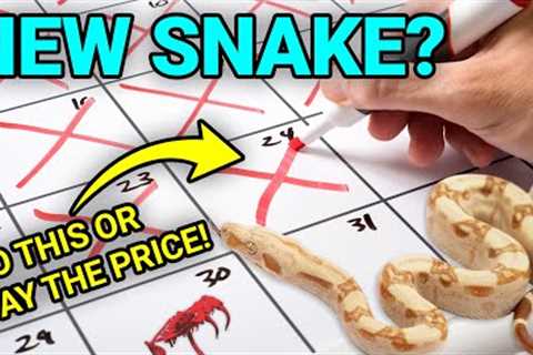 The First 30 Days With Your New Pet Snake Can Make Or Break Everything