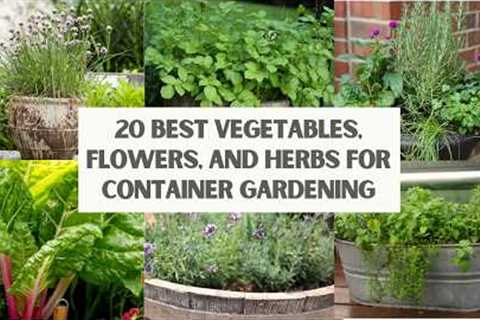20 BEST Vegetables, Flowers, and Herbs for CONTAINER GARDENING