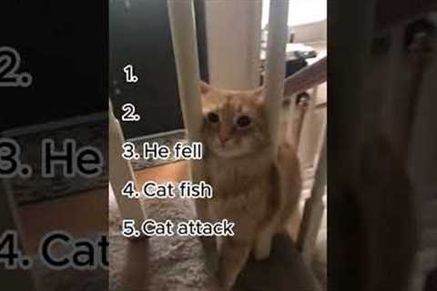 Funniest Cat Fails You Cant Stop Laughing At
