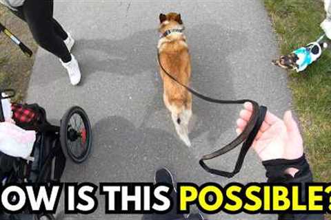 Real, UNCUT Dog Walk in a Busy Area (Loose Leash Walking in Real Life)