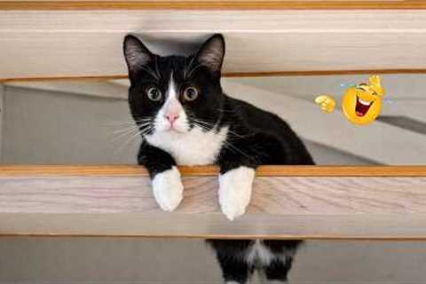 The FUNNIEST Cat Clips on the Internet 😂 SUPER Funny Cat Videos 2026