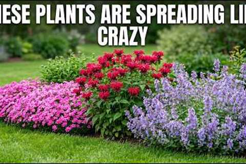 Plant These in APRIL! 11 FAST MULTIPLYING Perennials for a Forever Green Garden