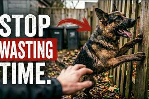 The 80/20 Dog Training Rule (Stop Wasting Your Time)