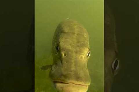 Put a GoPro underwater and see what happens ! #pike #fishing #underwater #gopro