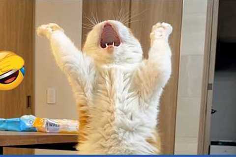 Compilation New Funniest Cat Videos 🤣 Best of Funny Cat Videos