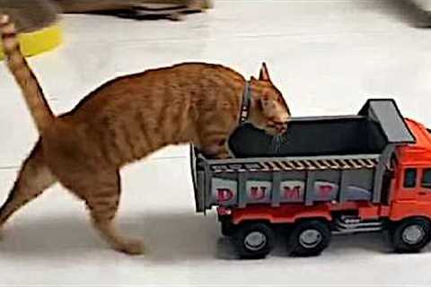 Funny cats with 4% braincell
