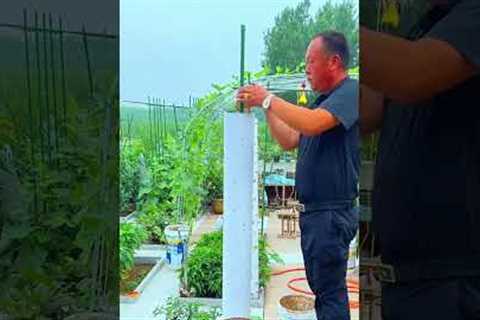No Space Try Vertical Gardening!