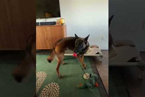 Finn loves his Treat & Train! It’s a dog training tool that you can utilize for a wiiide..