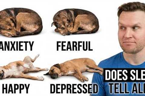 What Your Dog's Sleeping Position Reveals About Their Health, Personality, and Loyalty