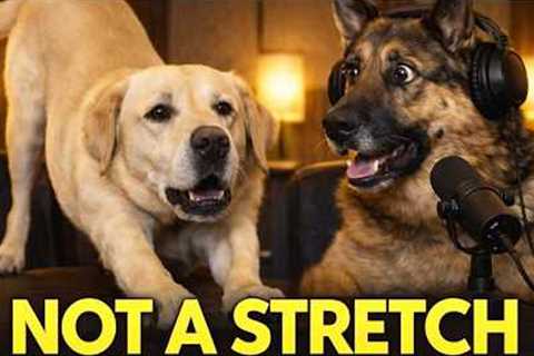 If Your Dog Stretches When It Sees You… It’s Not What You Think..