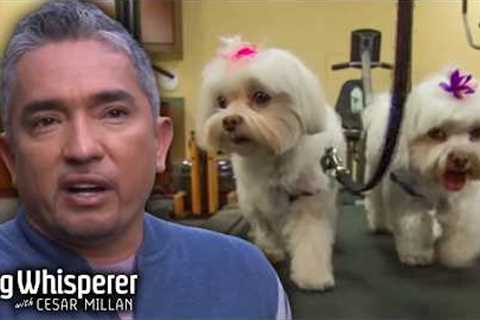 Cesar Gets Rowdy Little Malteses Into Shape! | Dog Whisperer With Cesar Millan