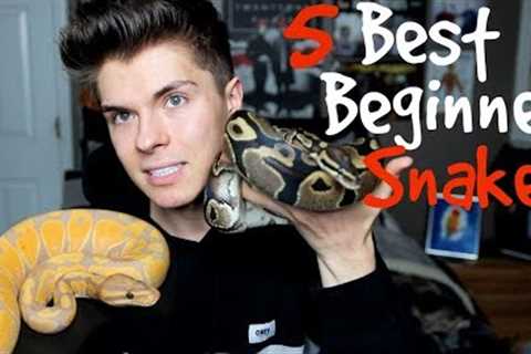 5 Best Pet Snakes for Beginners!